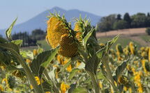 Photo submitted by guest of Fattoria le Chianacce