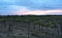 Foto pubblicata dell'ospite di Agriturismo la Papessa