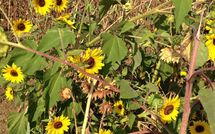 Photo submitted by guest of Rosa dei Venti