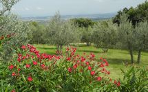 Foto pubblicata dell'ospite di Villa Nibbiano