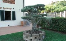 Foto pubblicata dell'ospite di Antico Fienile