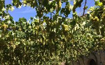 Foto pubblicata dell'ospite di Villa Piazza della Fortezza