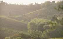 Foto pubblicata dell'ospite di Agriturismo Paterno