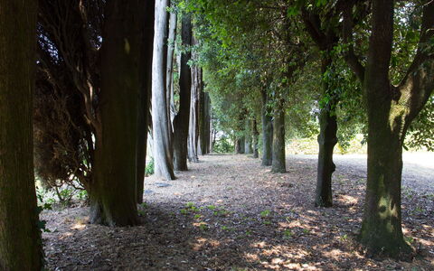 Villa Rocchi: Albero, Natura, Woodland, Vegetazione, Ambiente Naturale, Foglia, Foresta, Verde, Riserva Naturale, Boschetto