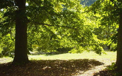 Il giardino ha diversi grandi alberi