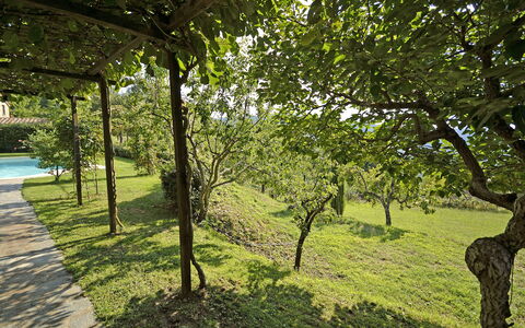 Villa Magnolia: Albero, Natura, Paesaggio Naturale, Verde, Vegetazione, Erba, Ambiente Naturale, Riserva Naturale, Ramo, Woody Impianto