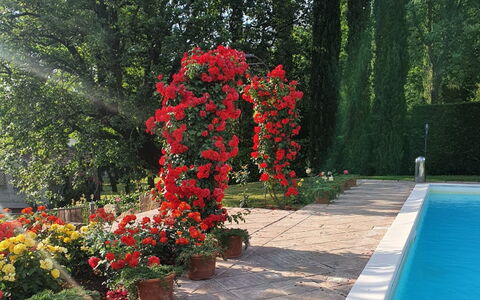 Torre del Cielo: Acqua, Fiore, Pianta, Verde, Albero, Vegetazione, Petalo, Erba, Vaso Di Fiori, Paesaggio
