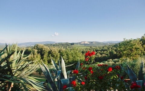 Gli Appartamenti Di Manuela: Vegetazione, Fiore, Pianta, Botanica, Cielo, Comunita 'Impianto, Albero, Paesaggio, Agave, Wildflower