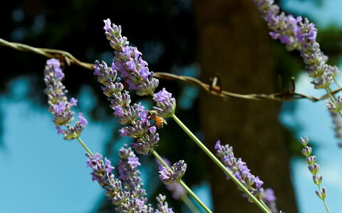 Podere i Gigli: Fiore, Pianta, Viola, Ramoscello, Impianto Terrestre, Viola, Pianta Fiorita, Albero, Erba, Pianta Annuale