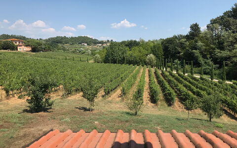 Il Sogno Tra i Vigneti: Vigneto, Agricoltura, Piantagione, Ritaglia, Campo, Pianta, Azienda Agricola, Area Rurale, Albero