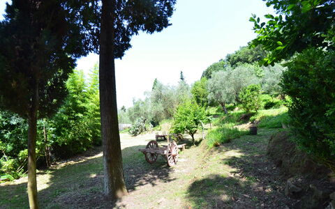 Collina Lagomare: Nature, Vegetation, Tree, Nature Reserve, Natural Environment, Biome, Trail, Grass, Botany, Garden
