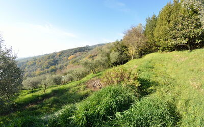 La Cipressa