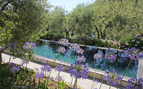 Macennere: Nature, Garden, Lavender, Flower, Purple, Natural Landscape, Plant, Botany, Spring, Tree