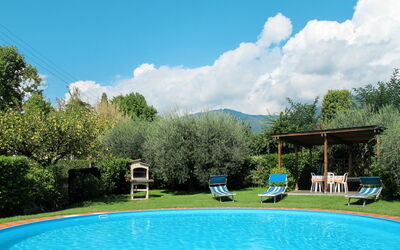 Agrifoglio - Capannori, Tuscany, Italy