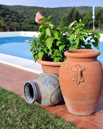 Massa Marittima 641: Plant, Flower, Flowerpot, Sky, Houseplant, Wood, Water, Outdoor Furniture, Grass, Swimming Pool
