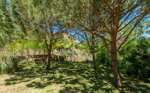Vittorio: Pianta, Albero, Paesaggio Naturale, Shade, Tronco, Legna, Ramoscello, Groundcover, Erba, Tinte E Ombre