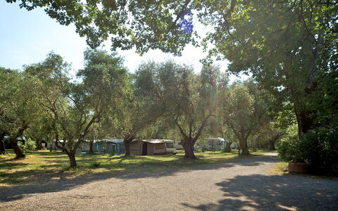 Camping Village Il Fontino: Tree, Natural Landscape, Nature, Natural Environment, Nature Reserve, Woody Plant, Sunlight, Sky, Botany, Grass