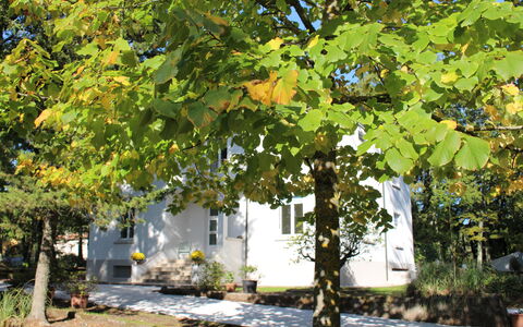 Villa La Casa Bianca: Albero, Foglia, Woody Impianto, Pianta, Autunno, Aereo, Botanica, Canoa Birch, Platano Famiglia, Fiore