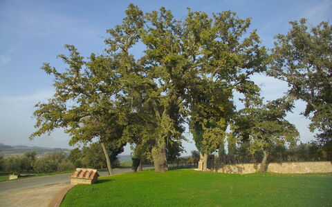 Villa Fontanelle: Albero, Plain, Woody Impianto, Lotto, Tronco, Pascolo, Parco, Shade, Prato, Banco