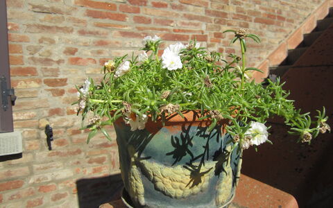 Casale Valdichiana: Vaso Di Fiori, Pianta Della Casa, Pianta, Fiore, Botanica, Erba, Albero, Arbusto, Pianta Fiorita