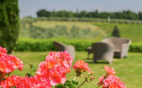 Villa Sole Del Chianti: Fiore, Pianta, Petalo, Verde, Natura, Ambiente Naturale, Paesaggio Naturale, Albero, Vegetazione, Erba