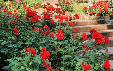 Ville Rosadi Weddings: Fiore, Pianta, Petalo, Verde, Vegetazione, Albero, Biome, Arbusto, Rosso, Groundcover