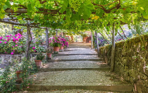 Ville Rosadi Weddings: Fiore, Pianta, Albero, Botanica, Giardino, Primavera, Passerella, Foglia, Pergola, Architettura