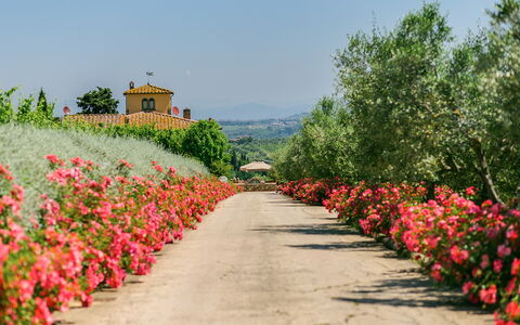 Sole Del Chianti: Flower, Plant, Sky, Botany, Petal, Natural Landscape, Tree, Grass, Shrub, Woody Plant