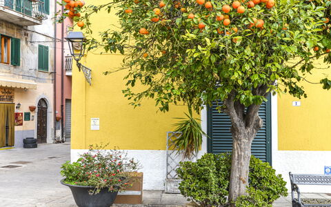 Il Marinaio: Plant, Flower, Property, Building, Yellow, Flowerpot, Neighbourhood, Wall, Public Space, Woody Plant