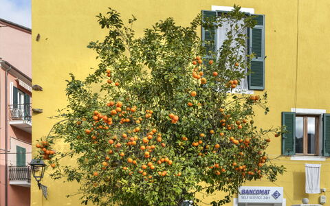 Il Marinaio: Building, Window, Daytime, Sky, Flower, Branch, Orange, Yellow, Plant, Tree