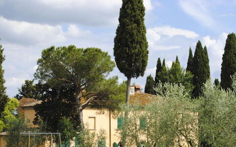 Villa Il Poggio: Tree, Leaf, Branch, Woody Plant, Evergreen, Landscaping, Pine Family