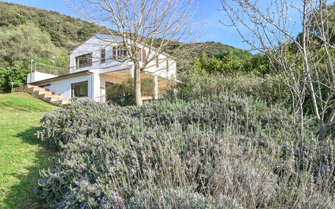 Augusta: Shrub, Plant Community, Groundcover, Garden, Shrubland, Herbaceous Plant, Wildflower, Chaparral