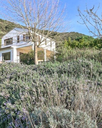 Augusta: Shrub, Plant Community, Groundcover, Garden, Shrubland, Herbaceous Plant, Wildflower, Chaparral