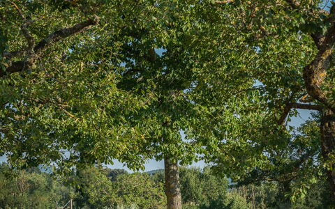 Casalberna: Foglia, Albero, Erba, Ramo, Plain, Pascolo, Lotto, Tronco, Prato, Woody Impianto