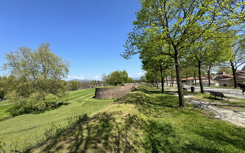 Il Cervo In Città: Albero, Erba, Verde, Natura, Foglia, Ramo, Pascolo, Plain, Lotto
