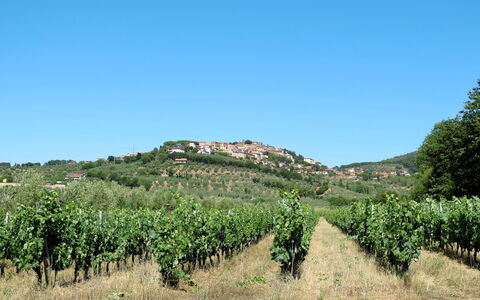 Castagneto Carducci 50: Vegetazione, Agricoltura, Area Rurale, Piantagione, Paesaggio, Campo, Comunita 'Impianto, Lotto, Pascolo