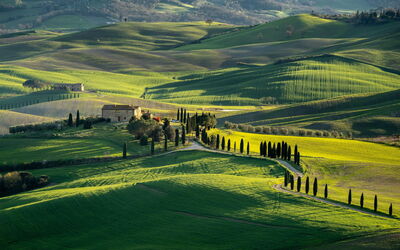 Oliveto del Cantarello