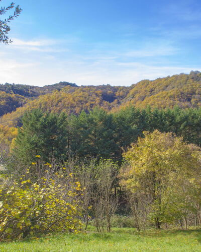 A Il Frassino del Borgo di Ghiora: Leaf, Green, Tree, Nature, Natural Environment, Yellow, Vegetation, Branch, Natural Landscape, Grassland