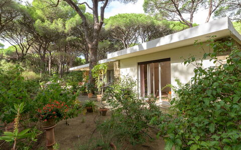 Roccamare Engel: Arbusto, Casa, Comunita 'Impianto, Giardino, Villetta, Groundcover, Estate, Woody Impianto, Shade, Cortile