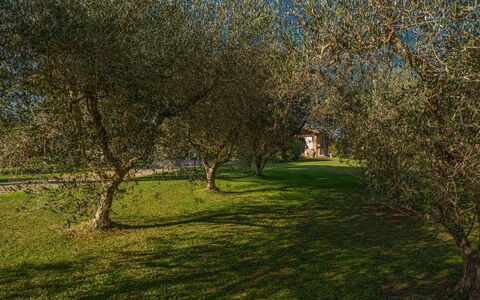 Villa Bolgheri Vermentino Castagneto Carducci: Foglia, Albero, Erba, Ramo, Ambiente Naturale, Natura, Vegetazione, Ramoscello, Pascolo, Tronco
