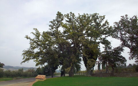 Villa Montichiello: Tree, Leaf, Branch, Trunk, Woody Plant, Evergreen