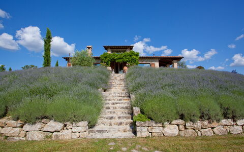 Casale delle Lavande 10: Shrub, Plant Community, Land Lot, Garden, Meadow, Plantation, Shrubland, Landscaping, Lavender