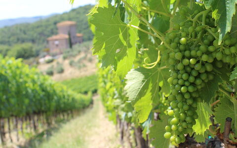 Marangole 12: Agriculture, Vineyard, Plantation, Food, Fruit