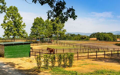 Villa Elisa 16: Paesaggio, Area Rurale, Recinzione, Pascolo, Ranch, Shade, Campo, Azienda Agricola, Parco