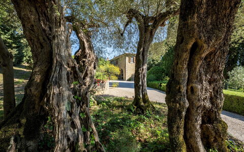 Tenuta Sagherina 8: Ramo, Foglia, Tronco, Ramoscello, Woody Impianto, Giardino, Shade, Landscaping, Ombra, Backyard