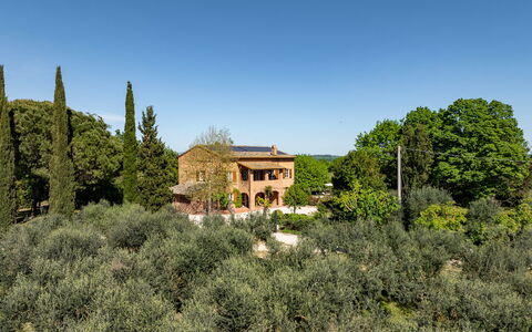 Sangiovese 14: Albero, Foglia, Vegetazione, Arbusto, Paesaggio, Comunita 'Impianto, Lotto, Casa, Area Rurale