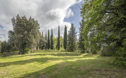 Casa Clara Pool, Casole Elsa, Monti: Leaf, Grass, Tree, Natural Environment, Nature, Green, Branch, Vegetation, Natural Landscape, Shrub