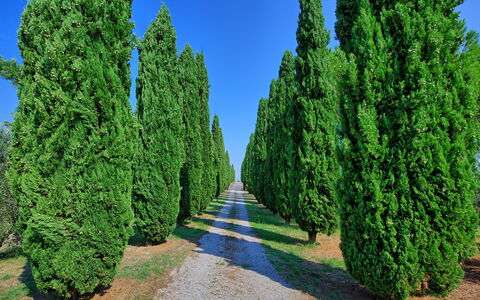 Casale Giulio: Albero, Thuya, Pianta, Woody Impianto, River Ginepro, Red Ginepro, Biome, Arbusto, Sempreverde