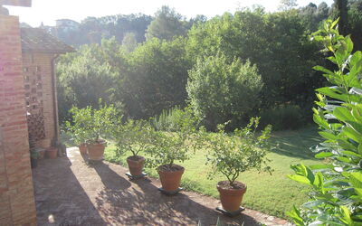 The field early in the morning