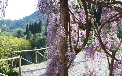 Fattoria Pietrabuona - Podere Villa